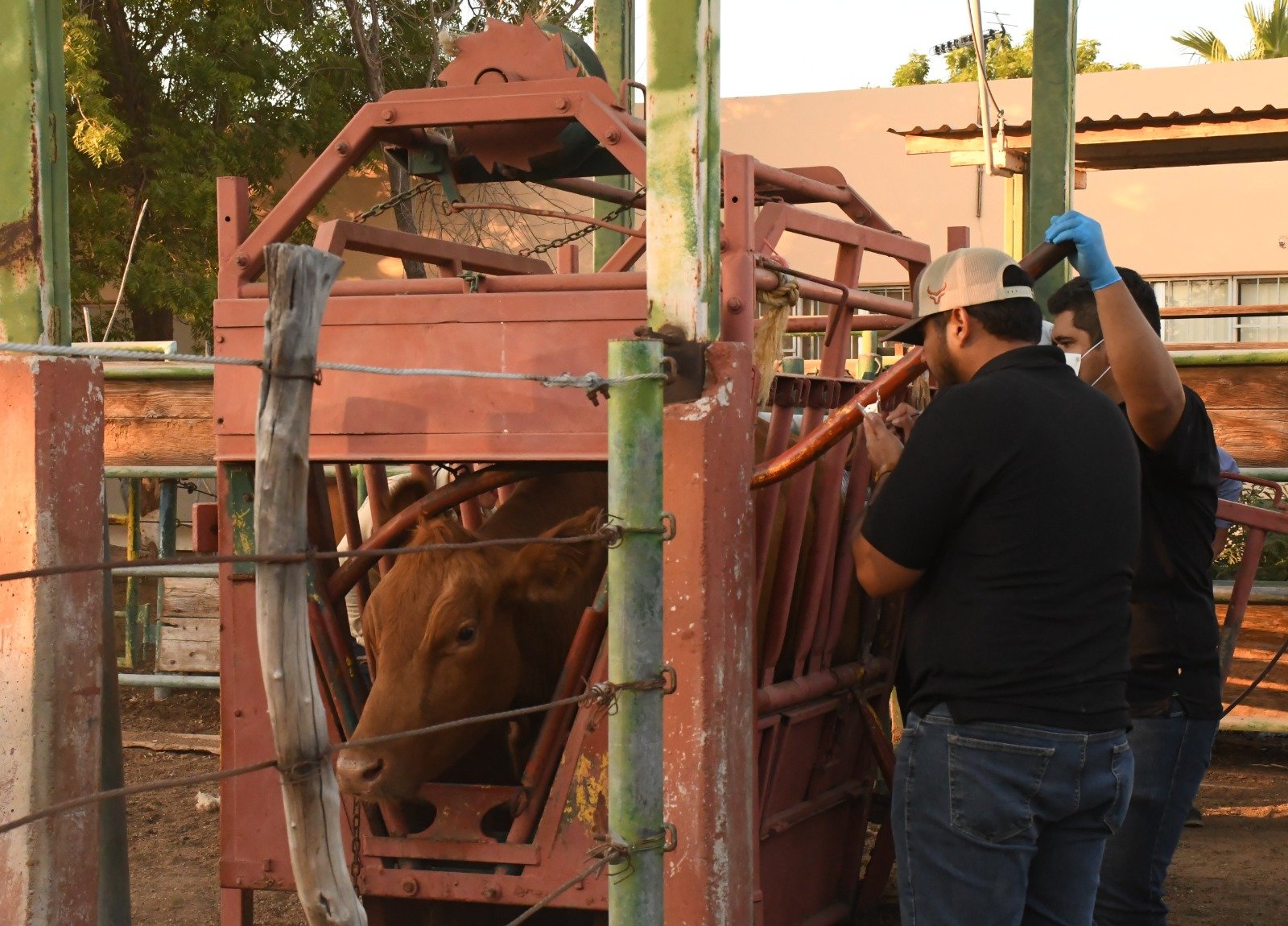 SEPADA prepara inicio del barrido de tuberculosis bovina 2026-2030 en Loreto